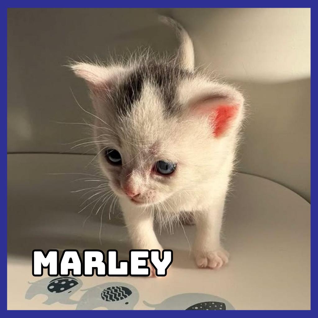 Marley, a Adoptable Domestic Medium Hair in Glenwood, MN image 3/3
