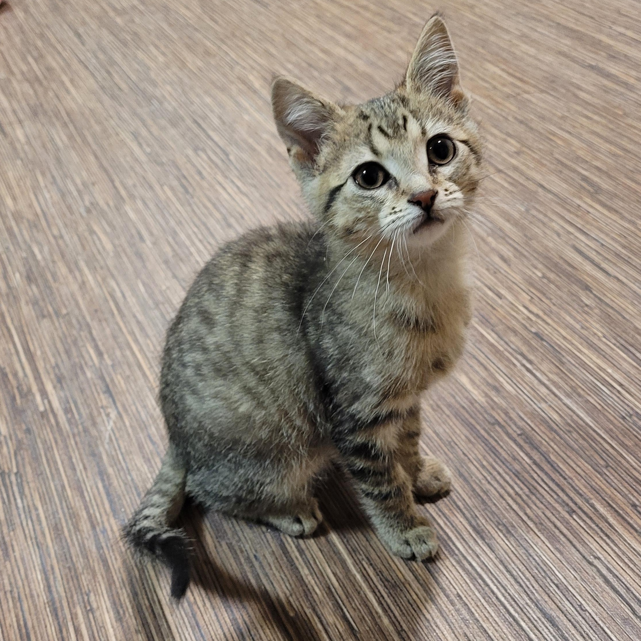 Ellie, ADOPTABLE, Young Female Domestic Short Hair.