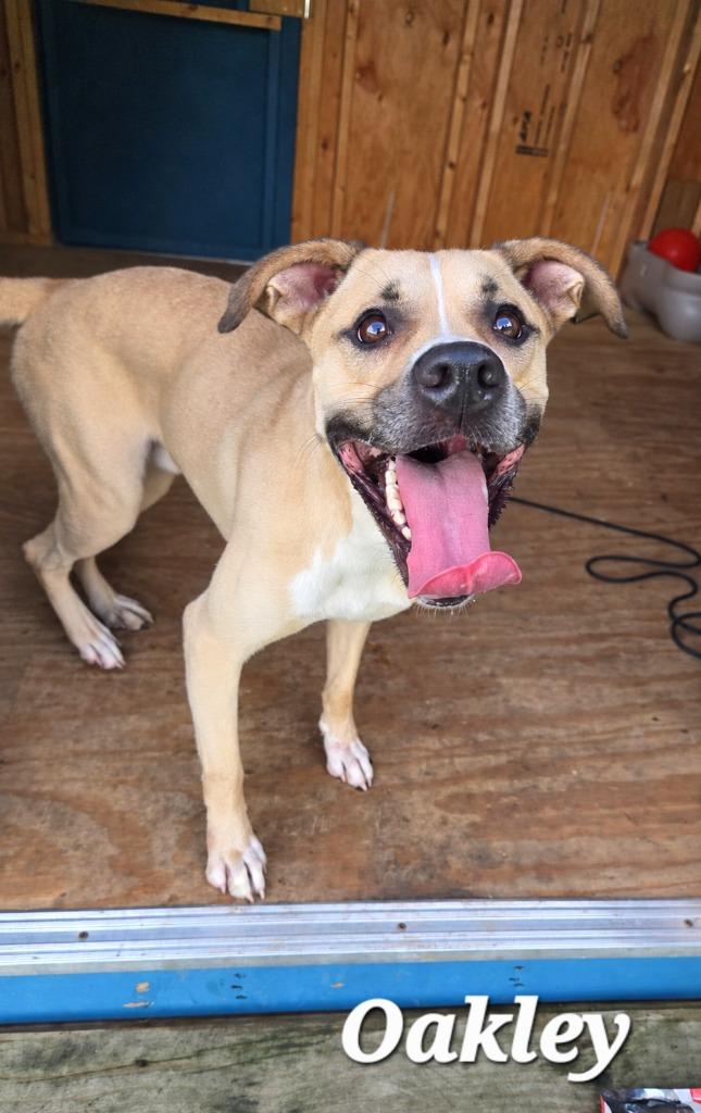 Oakley Yrly 358, Adoptable, Young Male Mountain Cur.