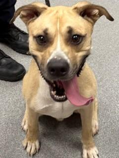 Enlarge Oakley Yrly 358, a Adoptable mixed breed in Sidney, OH image 2/5