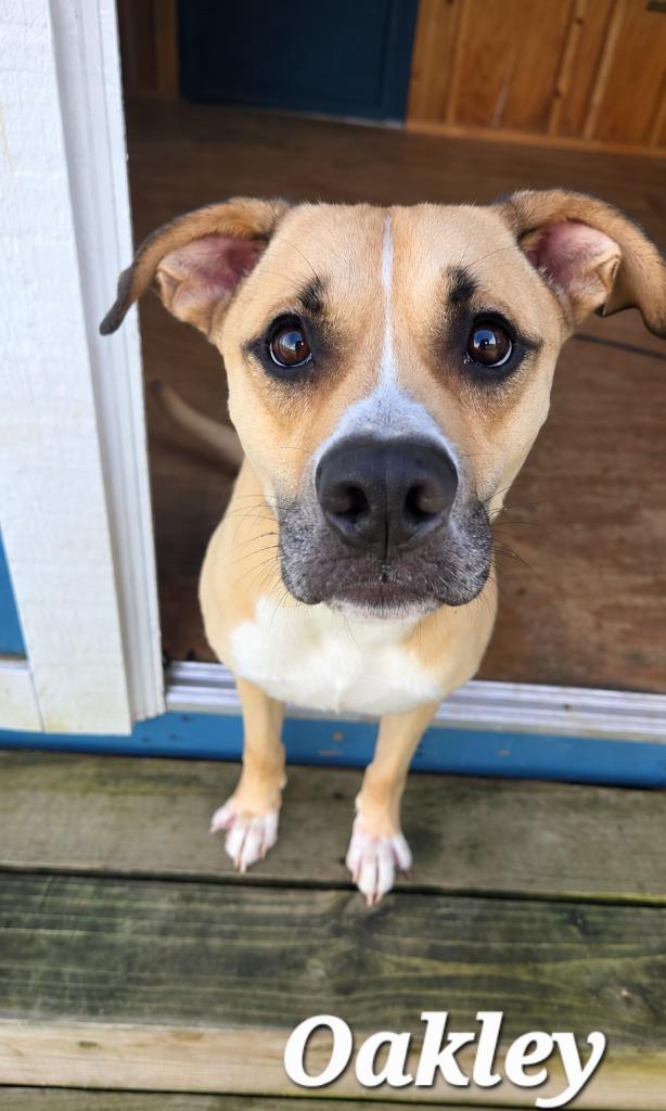 Enlarge Oakley Yrly 358, a Adoptable mixed breed in Sidney, OH image 3/5