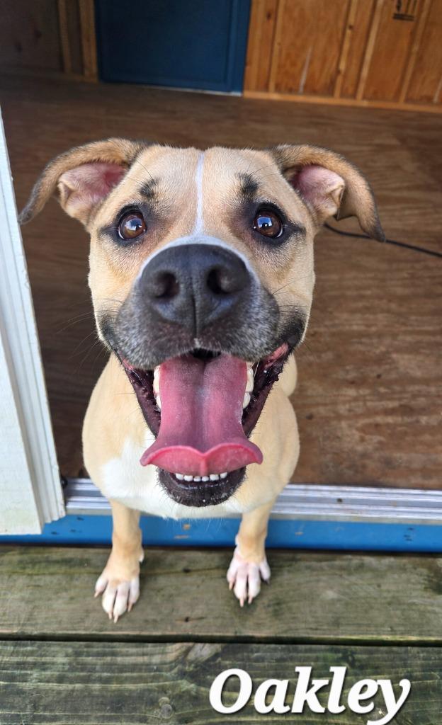 Enlarge Oakley Yrly 358, a Adoptable mixed breed in Sidney, OH image 4/5