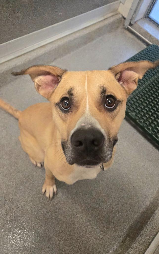 Enlarge Oakley Yrly 358, a Adoptable mixed breed in Sidney, OH image 5/5