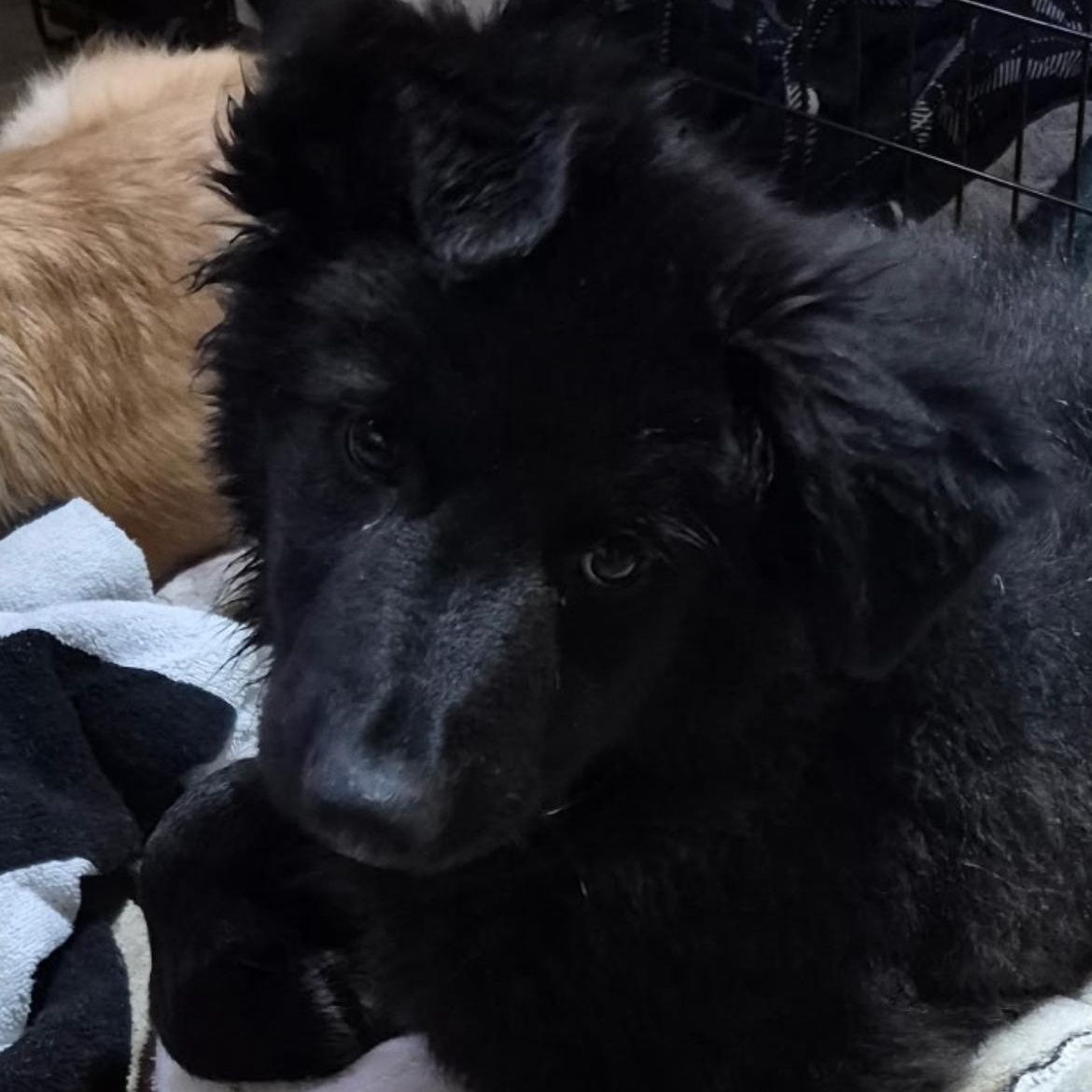 Enlarge Murphy , a ADOPTABLE mixed breed in Richmond Hill, ON image 2/3