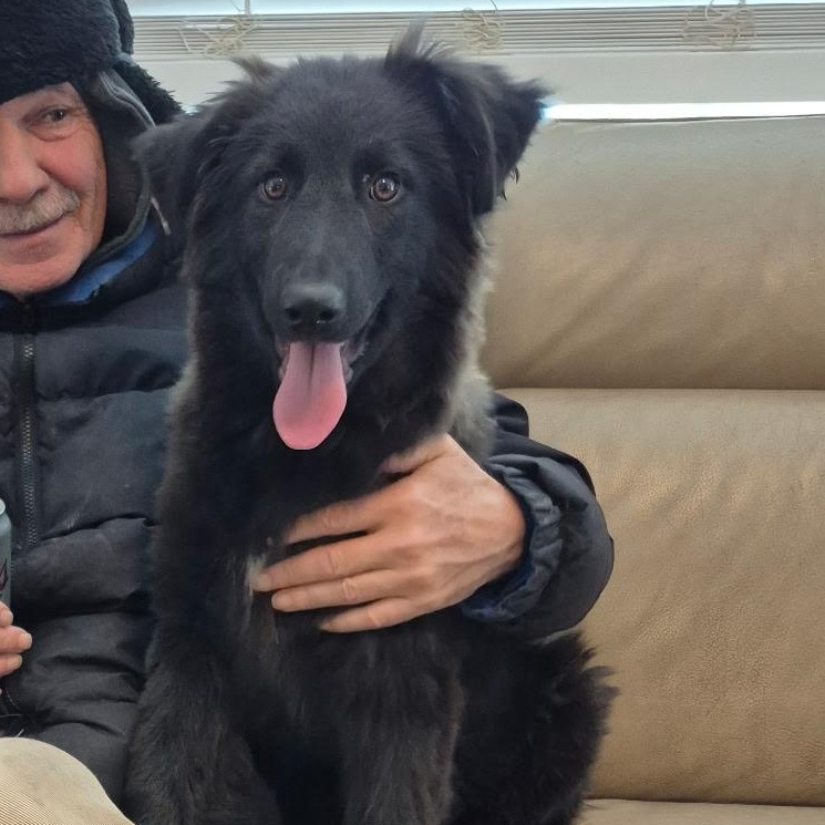 Enlarge Murphy , a ADOPTABLE mixed breed in Richmond Hill, ON image 3/3