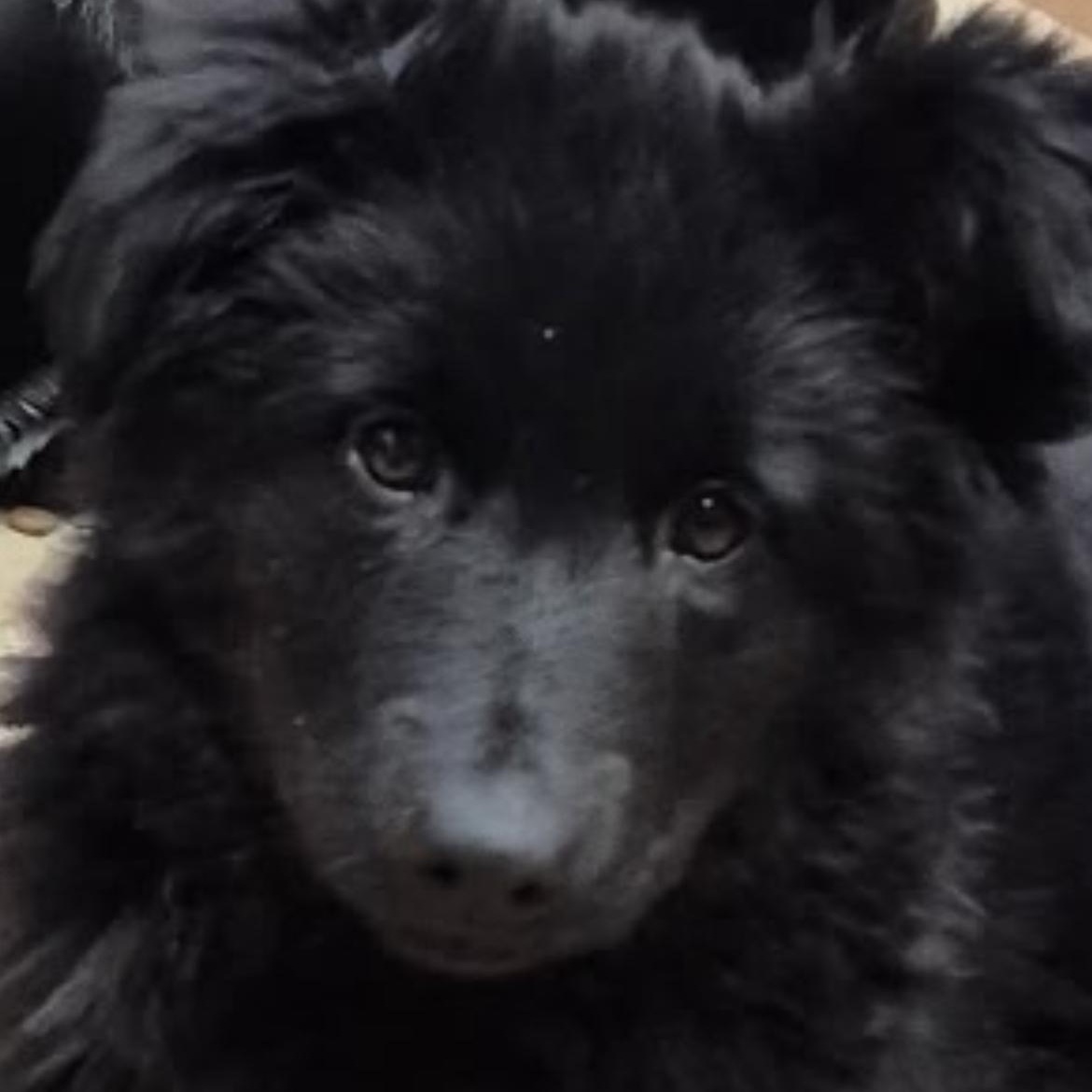 Murphy , ADOPTABLE, Puppy Male Collie & Black Labrador Retriever.