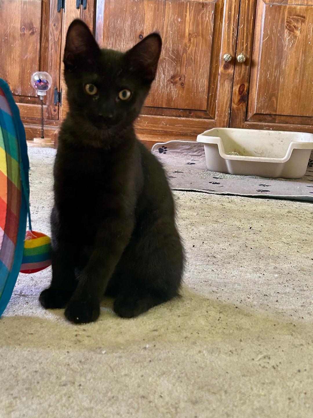 Keylime, adopted, Kitten Male Domestic Short Hair.