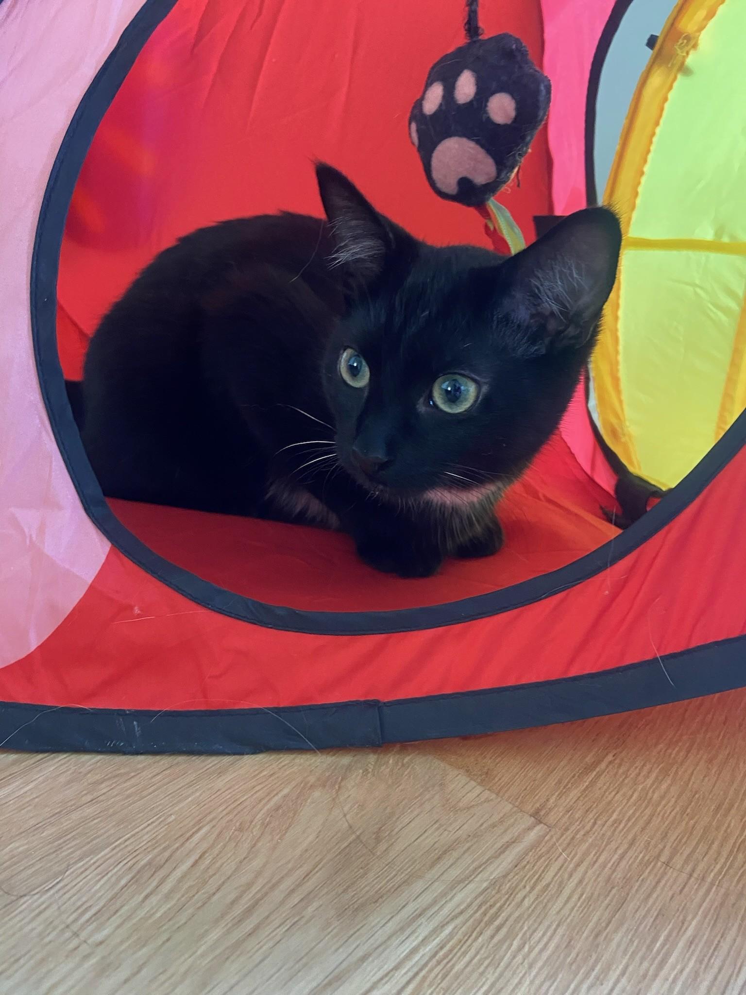 Bhodi (& Binks), Adoptable, Kitten Male Domestic Short Hair.