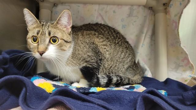 Enlarge SQUISH, a Adoptable Domestic Short Hair in Minneapolis, MN image 1/1