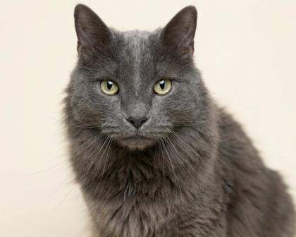 Enlarge Berlioz, an adopted mixed breed in Bedford, IN image 1/2