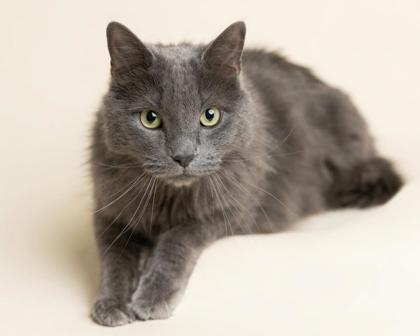 Enlarge Berlioz, an adopted mixed breed in Bedford, IN image 2/2