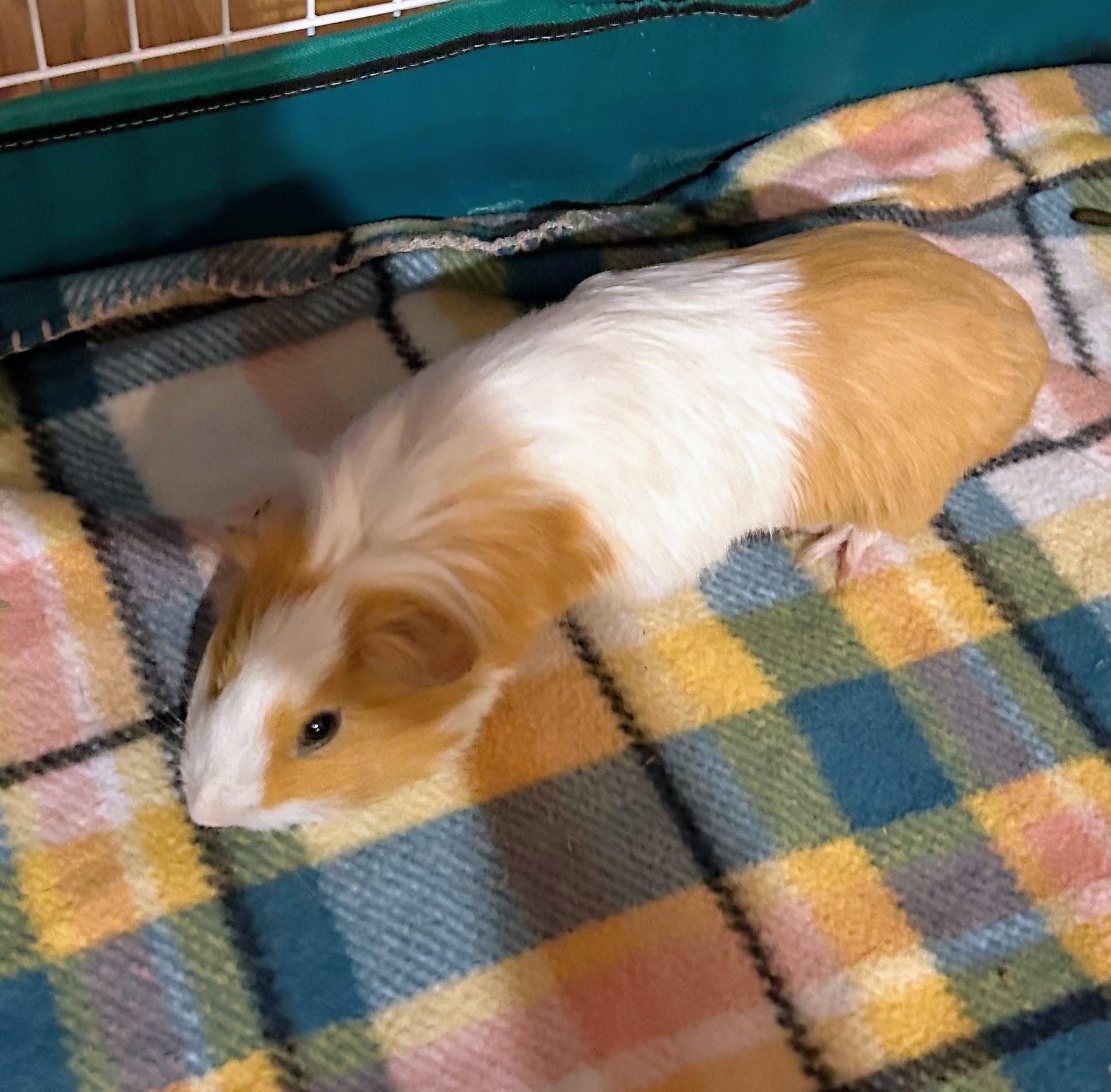 Enlarge Stuart, a Adoptable Short-Haired in Omaha, NE image 2/3