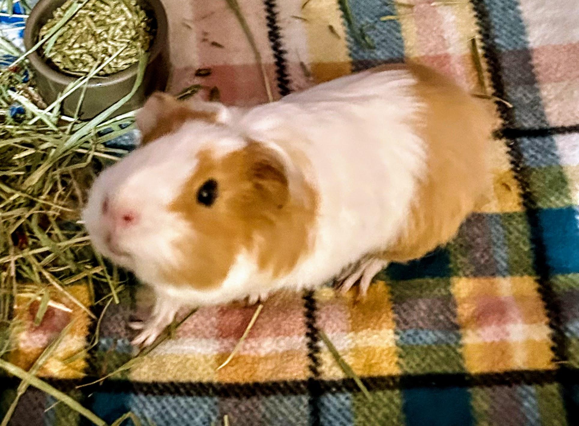 Enlarge Stuart, a Adoptable Short-Haired in Omaha, NE image 1/3