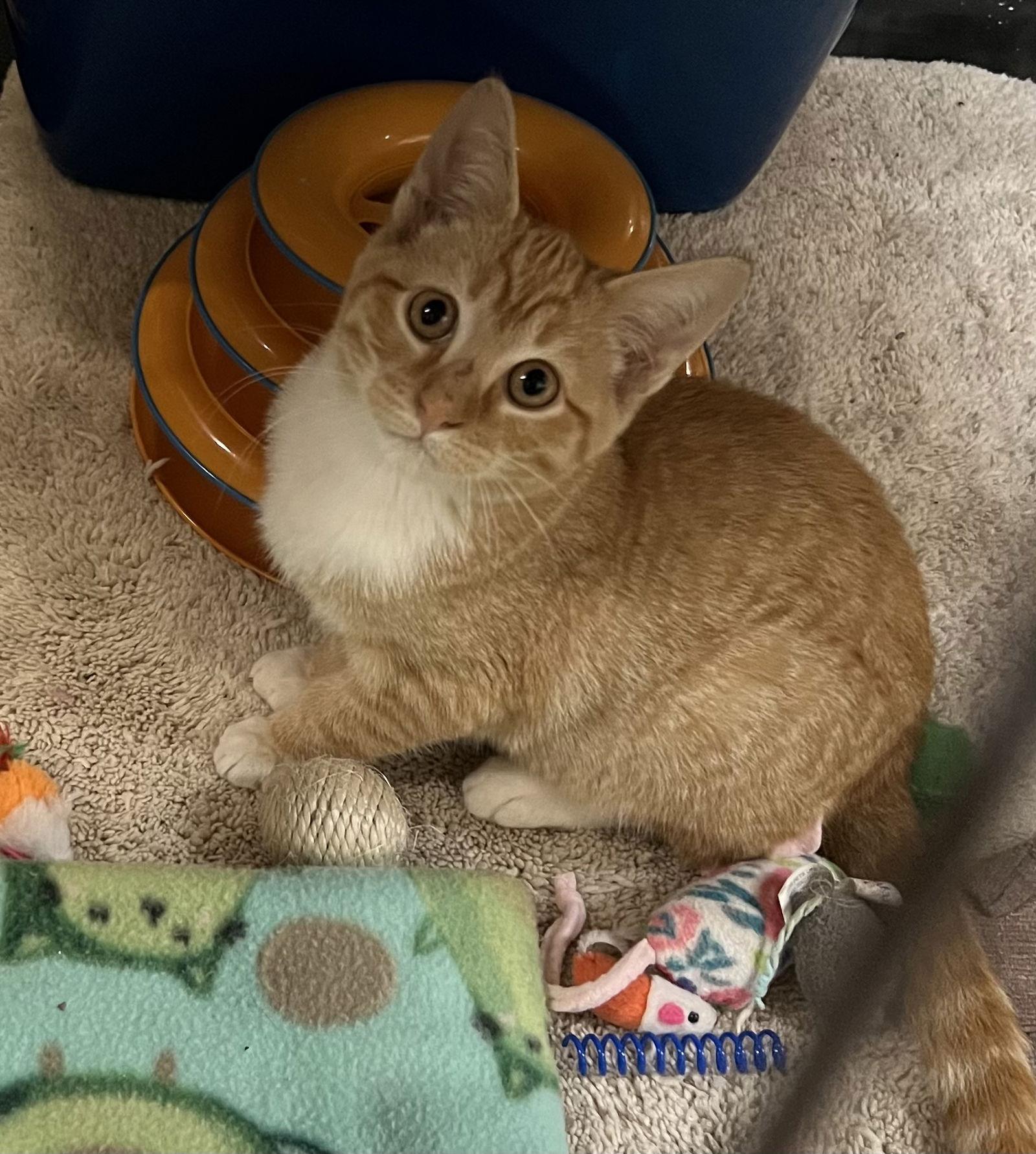 Jester, Adopted, Kitten Male Domestic Short Hair.