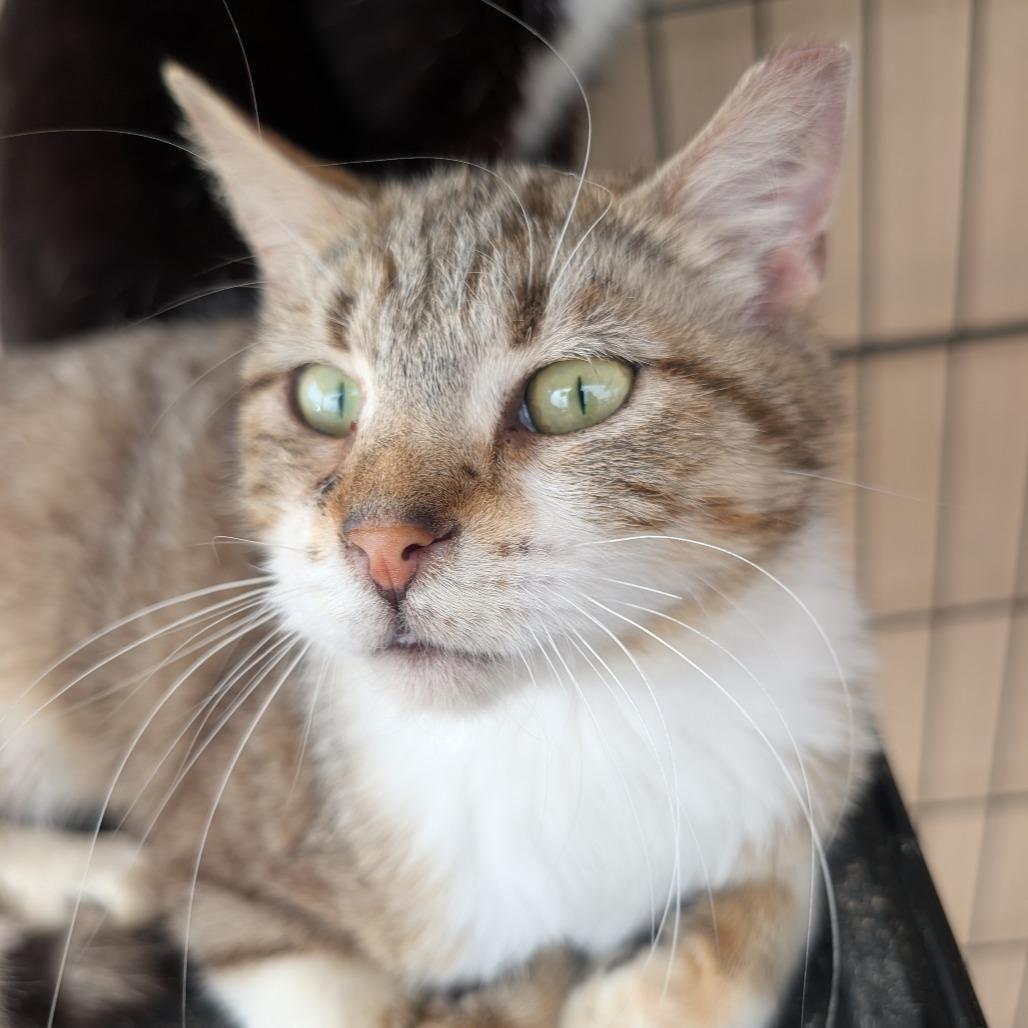 Kevin, Adoptable, Young Male Domestic Short Hair.