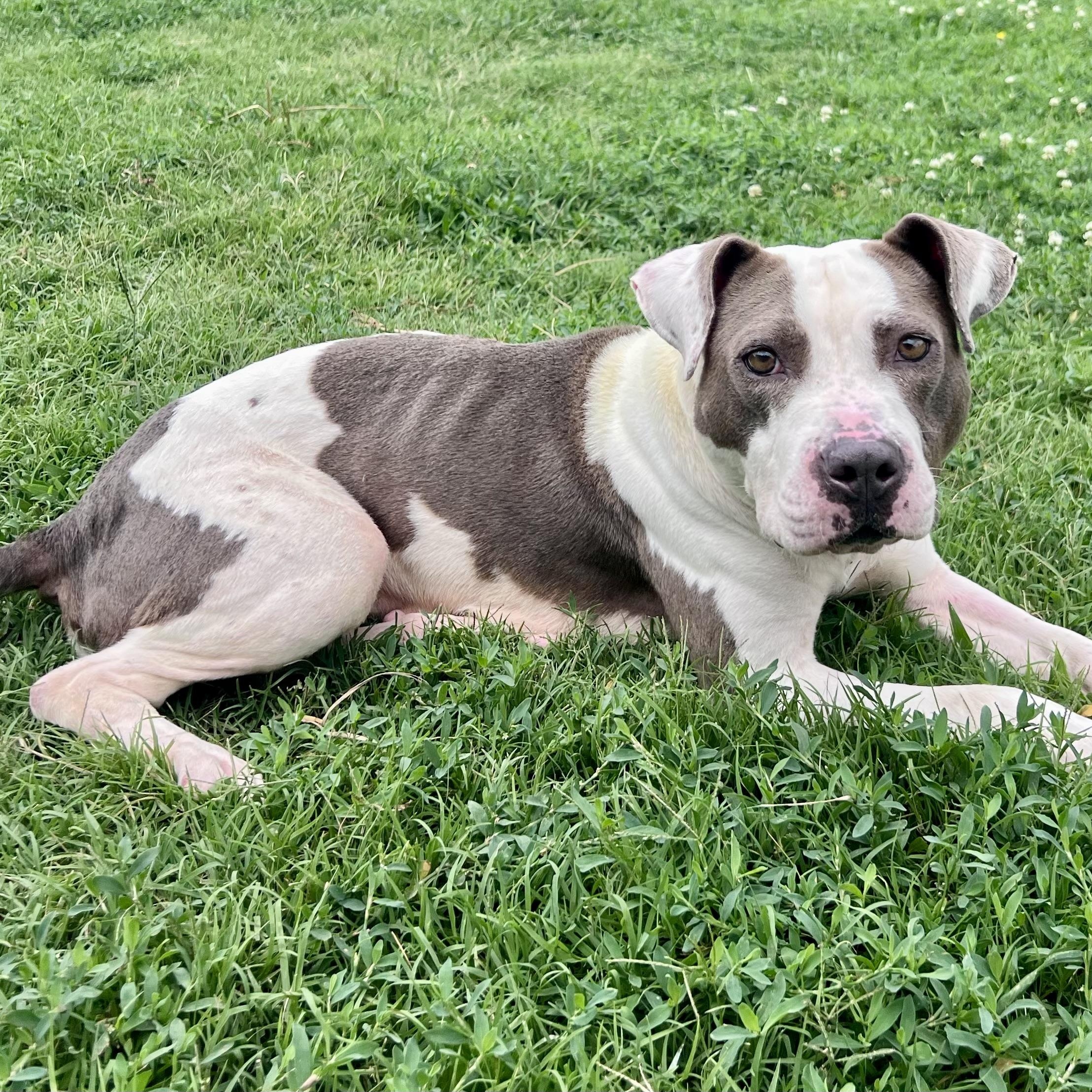 Selah Dutton, a ADOPTABLE Pit Bull Terrier in Thompson's Station, TN image 2/3