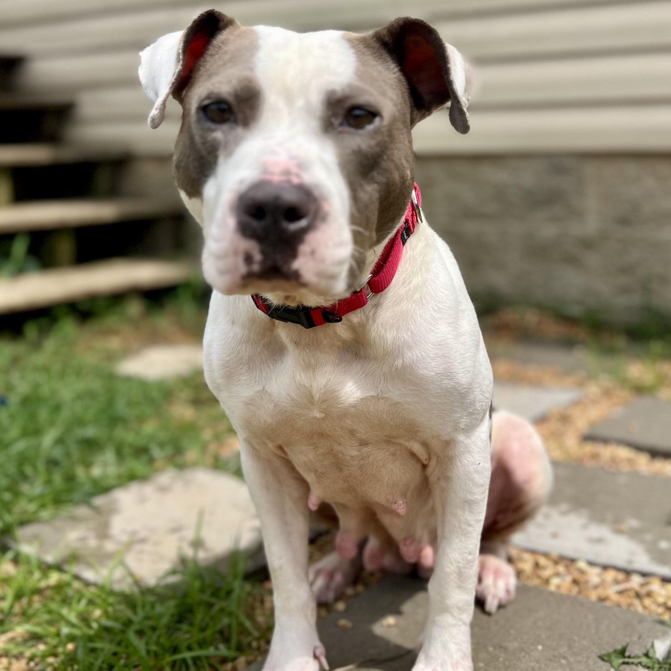 Selah Dutton, a ADOPTABLE Pit Bull Terrier in Thompson's Station, TN image 1/3