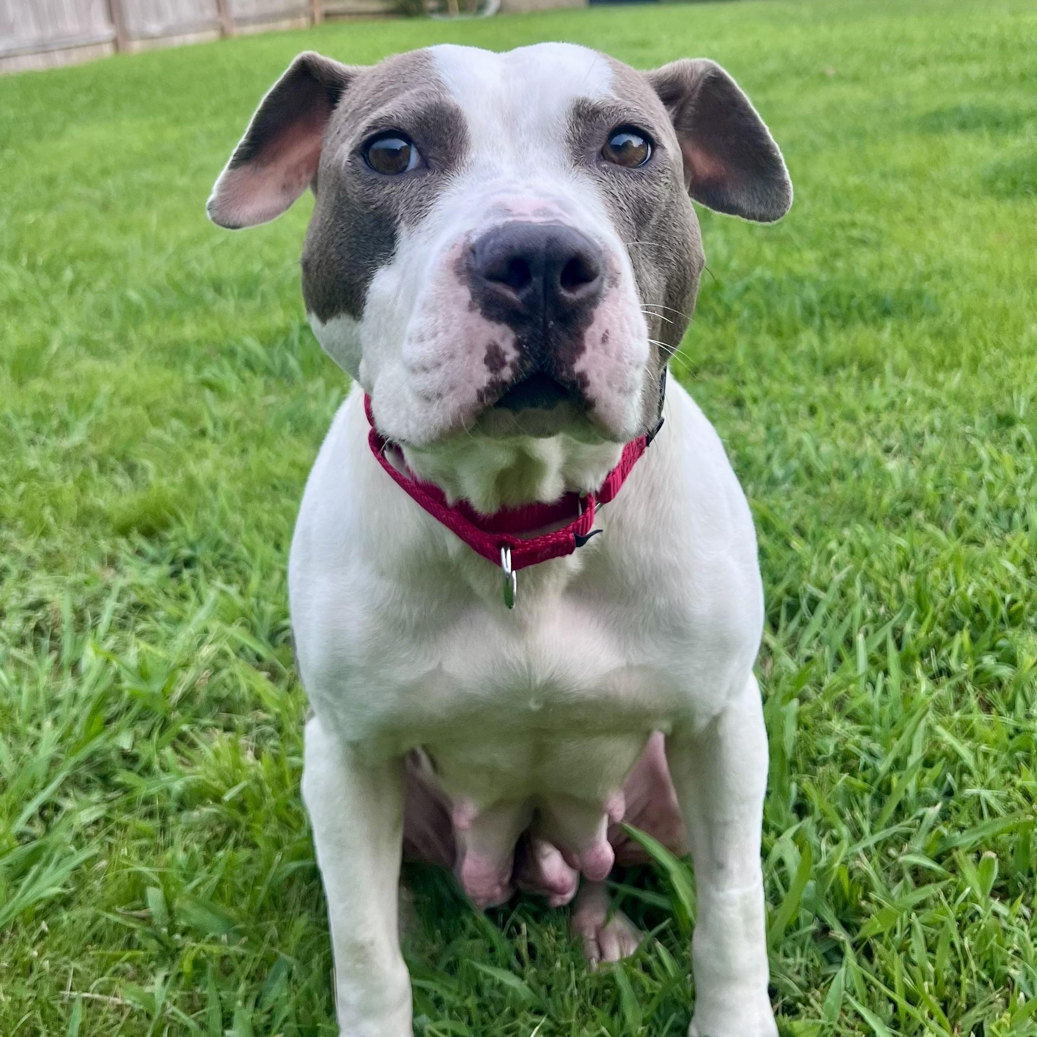 Selah Dutton, a ADOPTABLE Pit Bull Terrier in Thompson's Station, TN image 3/3