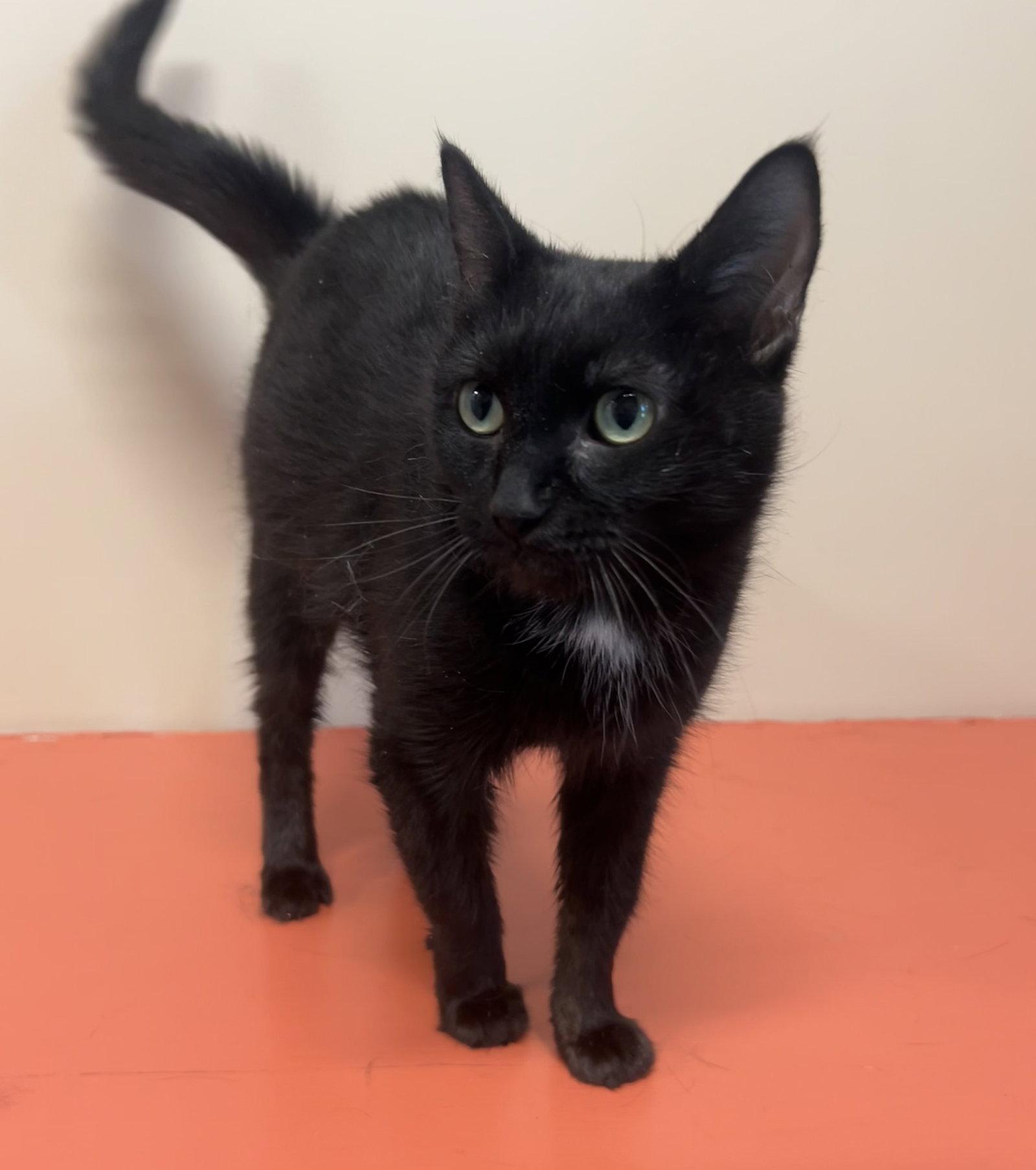 Jovie, Adopted, Adult Female Domestic Short Hair.