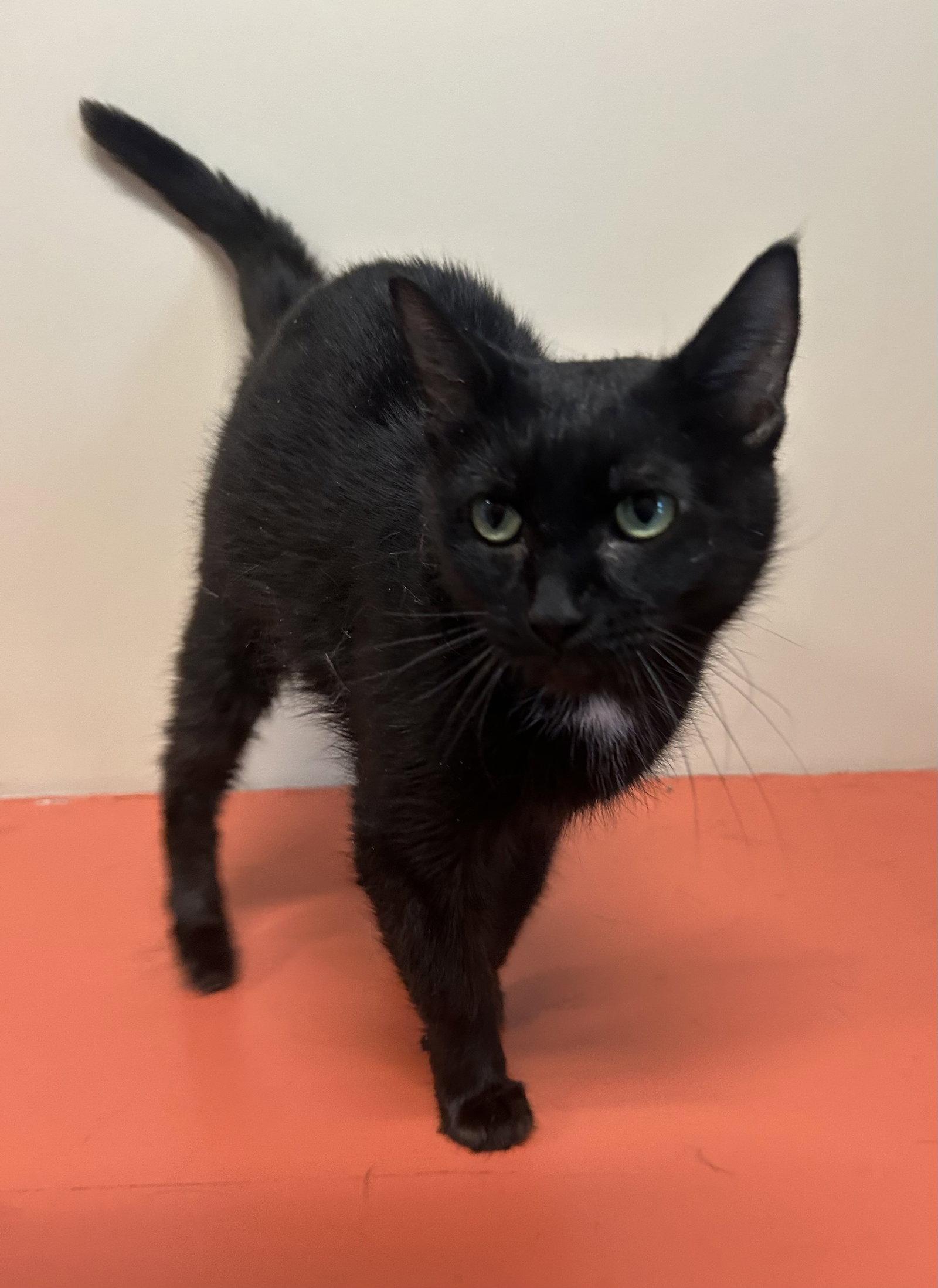 Jovie, a Adopted Domestic Short Hair in Arlington, VT image 2/3