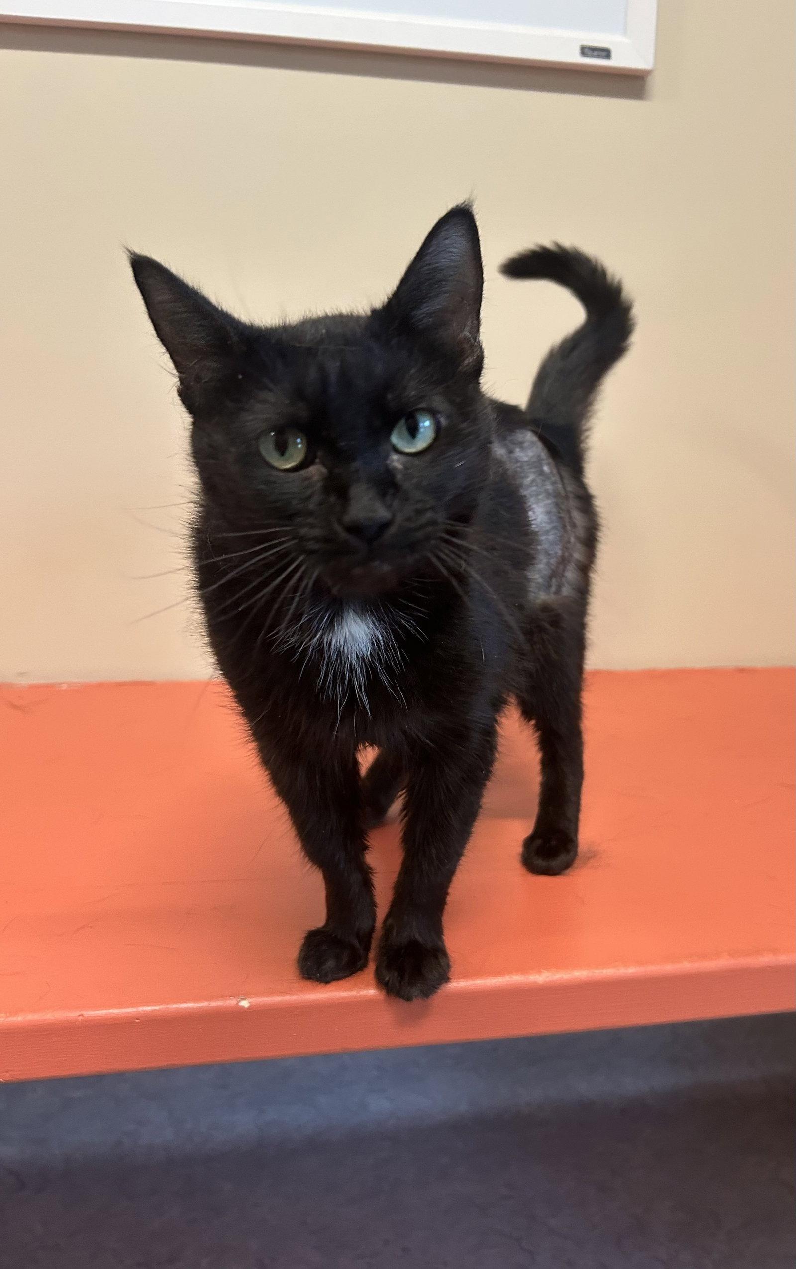 Jovie, a Adopted Domestic Short Hair in Arlington, VT image 3/3