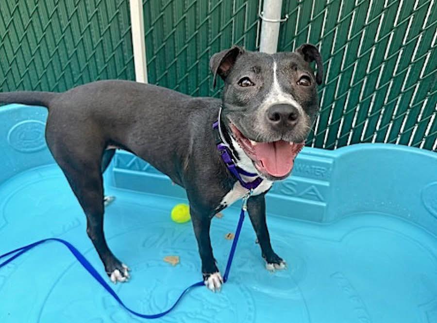 Octavia, Adopted, Young Female Black Labrador Retriever.