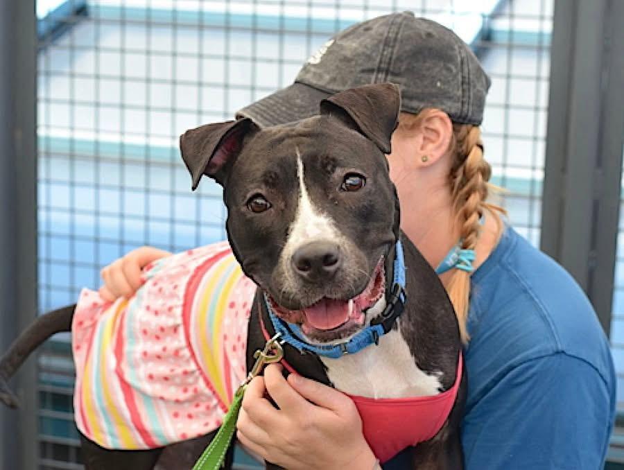 Enlarge Octavia, a Adopted mixed breed in East Moriches, NY image 2/6