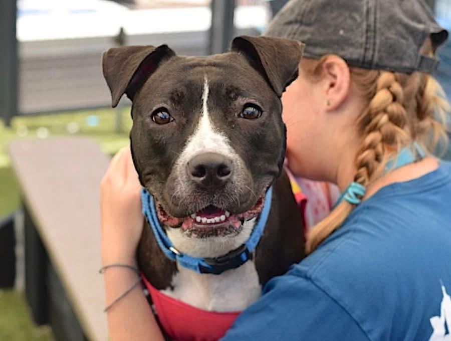 Enlarge Octavia, a Adopted mixed breed in East Moriches, NY image 3/6