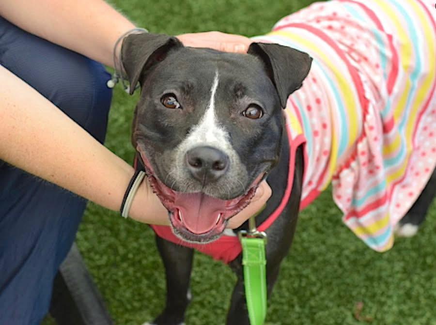 Enlarge Octavia, a Adopted mixed breed in East Moriches, NY image 4/6