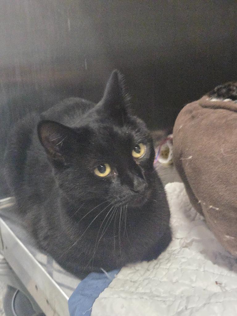 Charon, Adoptable, Adult Female Domestic Short Hair.