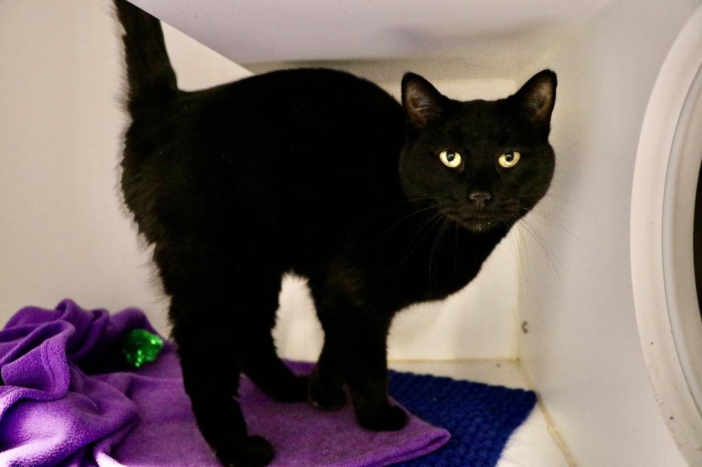 Enlarge Charon, a Adoptable mixed breed in Dearborn, MI image 2/2