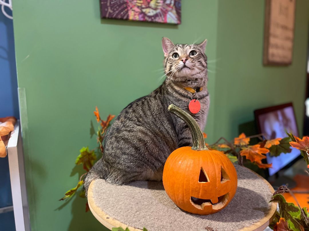 Enlarge Tallulah, an adoptable Domestic Short Hair in The Colony, TX image 5/7