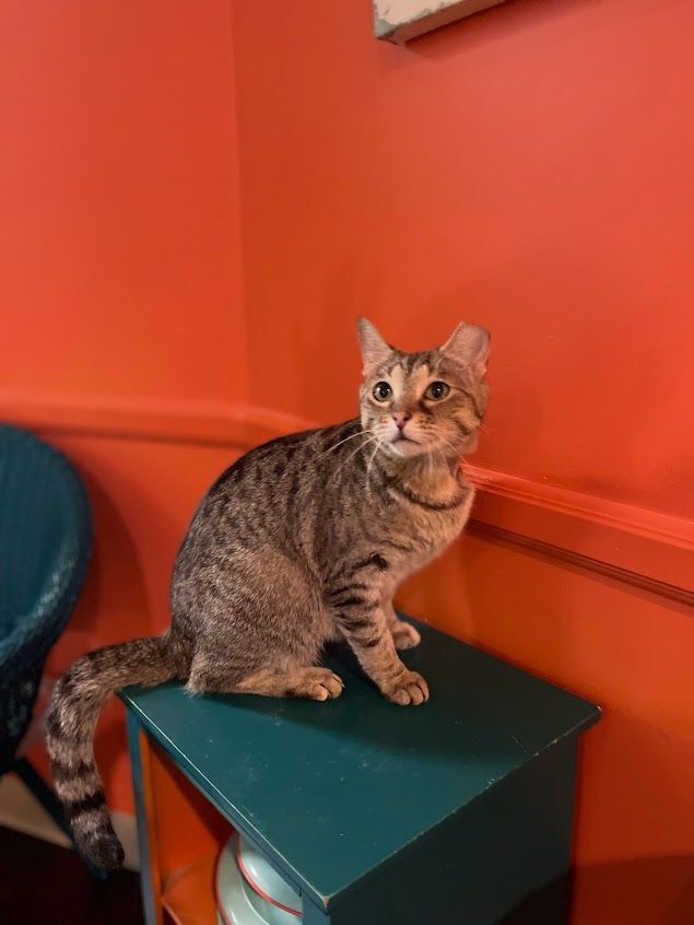 Enlarge Tallulah, an adoptable Domestic Short Hair in The Colony, TX image 6/7