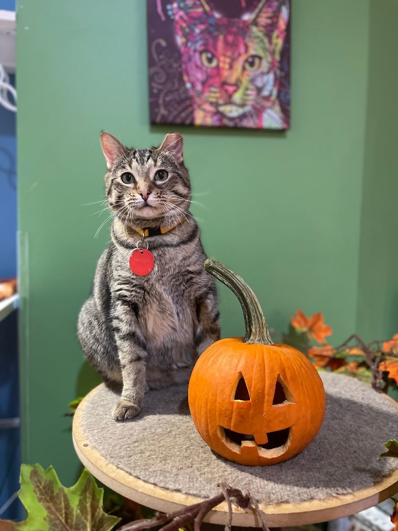 Enlarge Tallulah, an adoptable Domestic Short Hair in The Colony, TX image 1/7