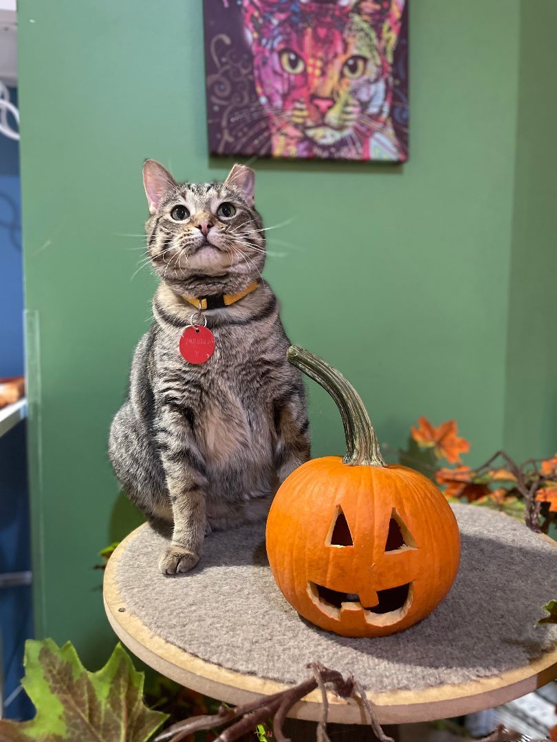 Enlarge Tallulah, an adoptable Domestic Short Hair in The Colony, TX image 7/7