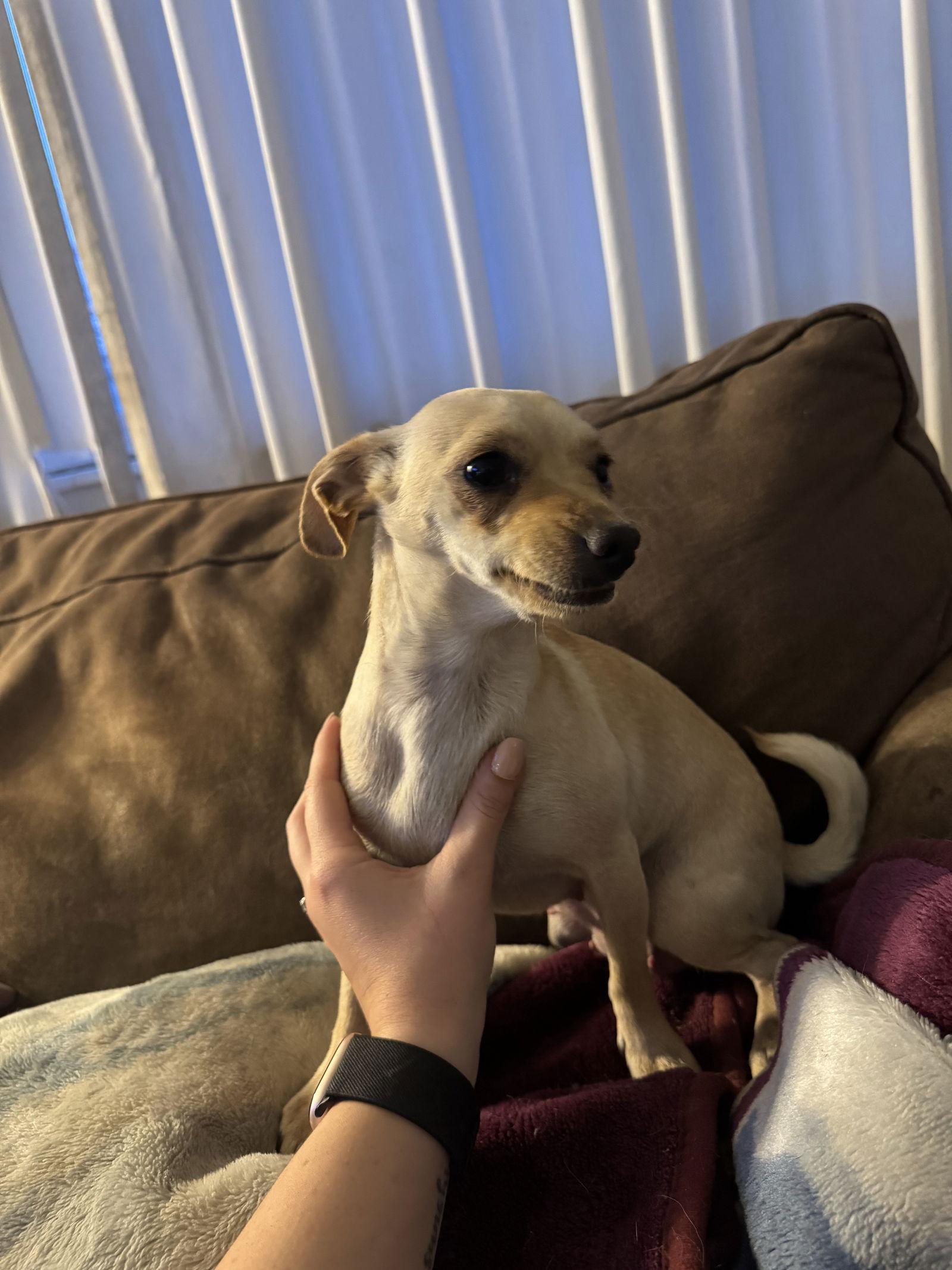 Bella, a Adoptable mixed breed in Midway, UT image 1/2