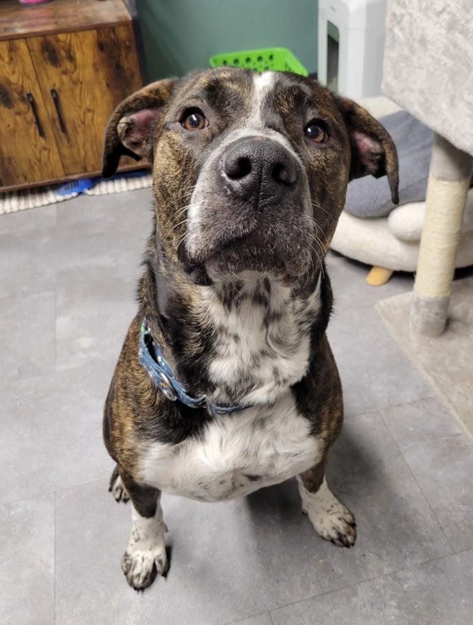 Enlarge Turkey, a ADOPTABLE mixed breed in Lisbon, OH image 6/6