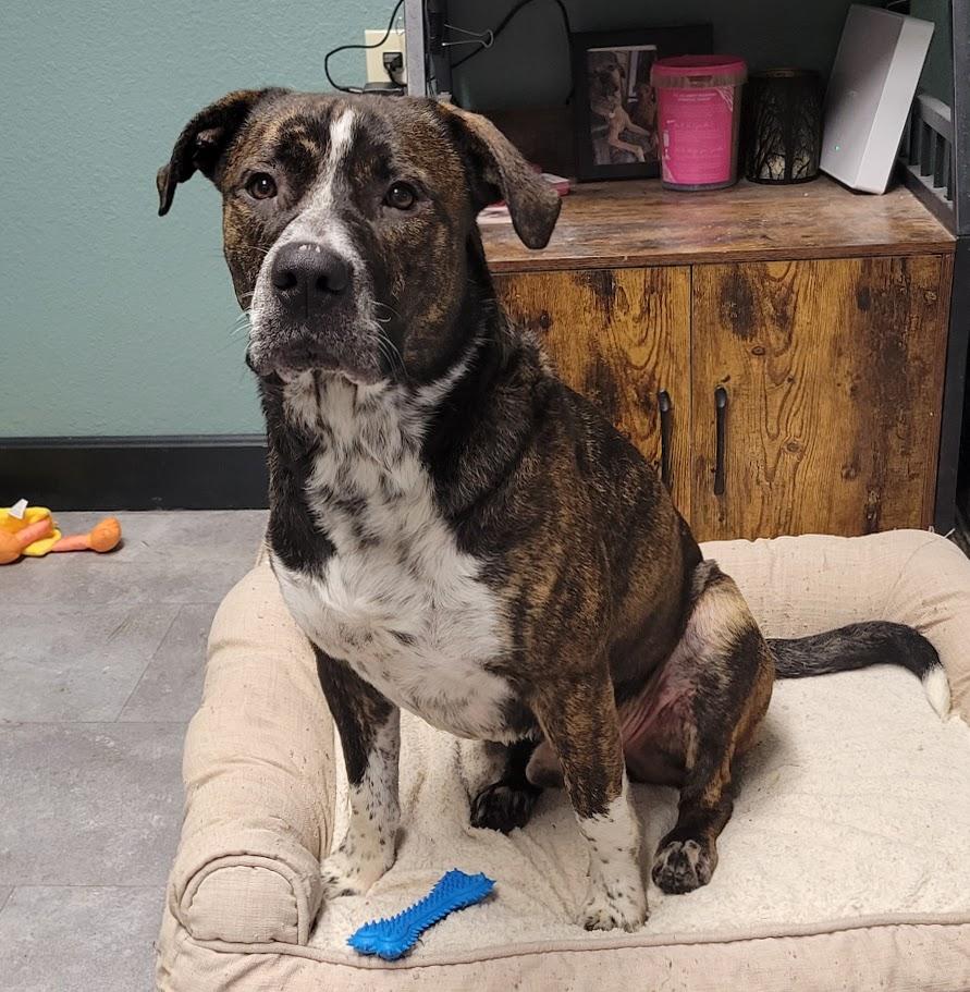 Turkey, ADOPTABLE, Young Male American Bulldog & Catahoula Leopard Dog.
