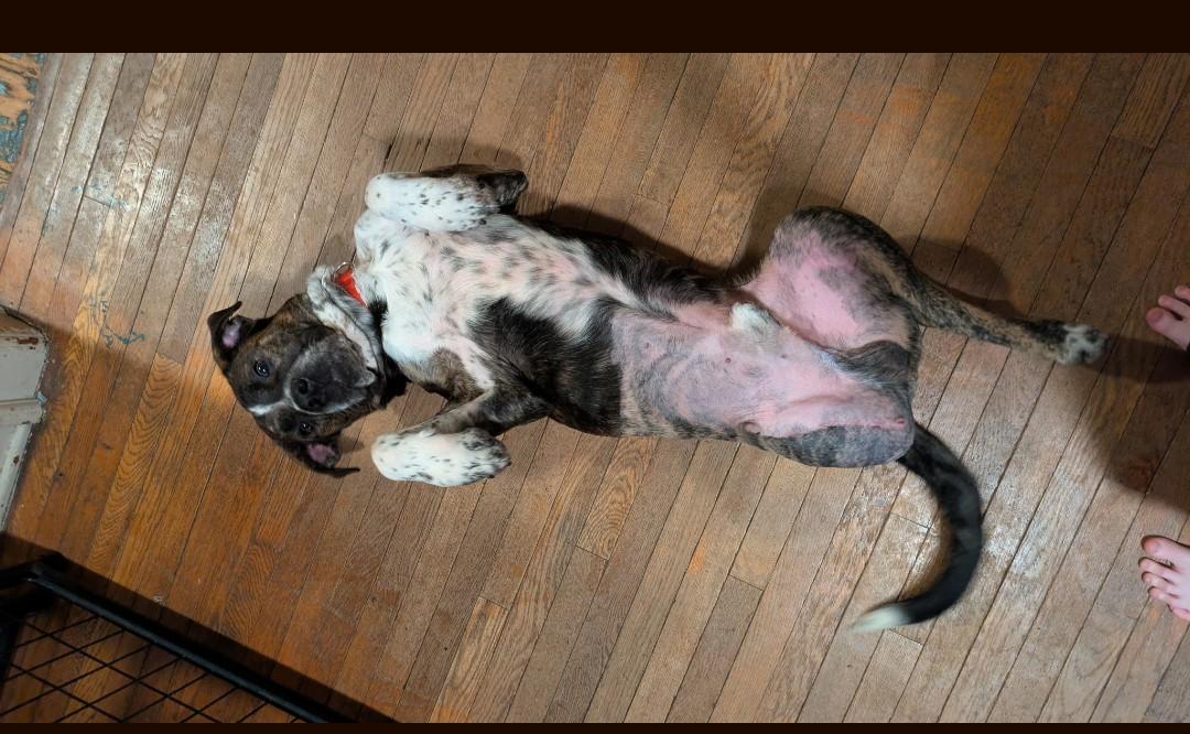 Enlarge Turkey, a ADOPTABLE mixed breed in Lisbon, OH image 5/6