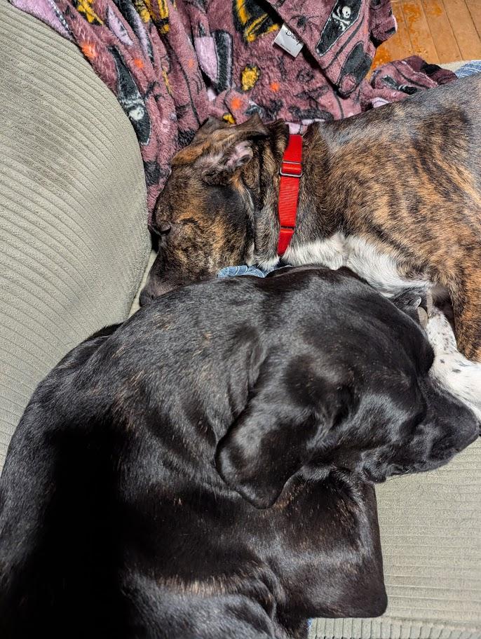 Enlarge Turkey, a ADOPTABLE mixed breed in Lisbon, OH image 4/6