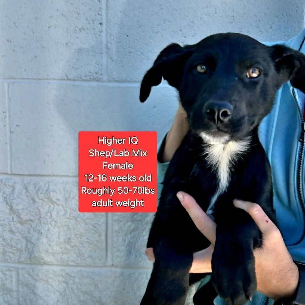 Higher IQ, an adopted Shepherd & Labrador Retriever Mix in Oviedo, FL_image-1