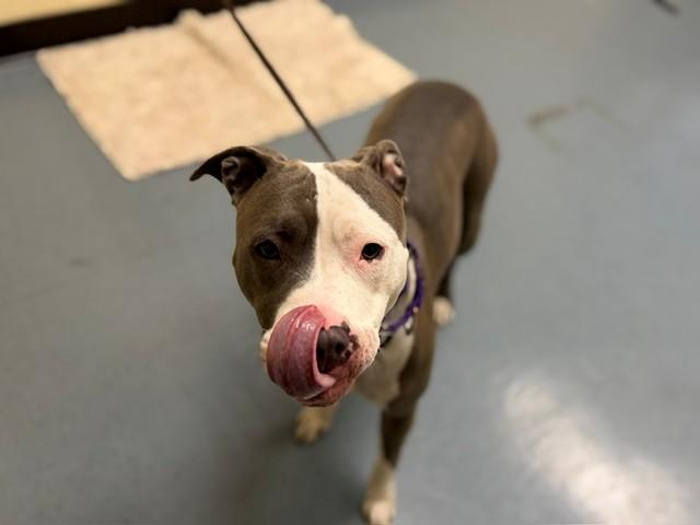 Enlarge RHAENYRA, a Adoptable Pit Bull Terrier in Denver, CO image 1/1