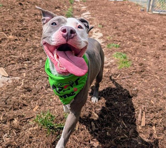 RHAENYRA, Adoptable, Young Female Pit Bull Terrier.