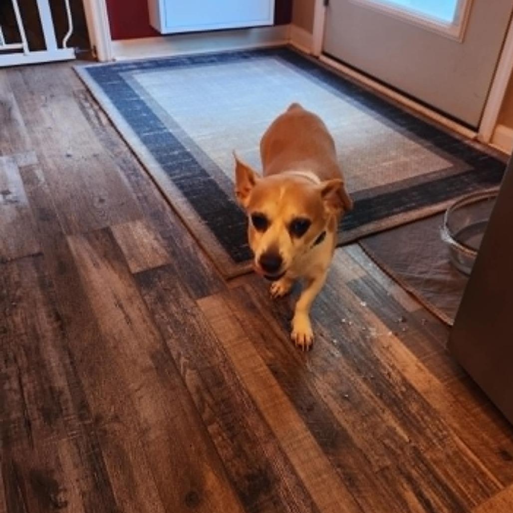 Cooper, Adoptable, Senior Male Cardigan Welsh Corgi & Terrier.
