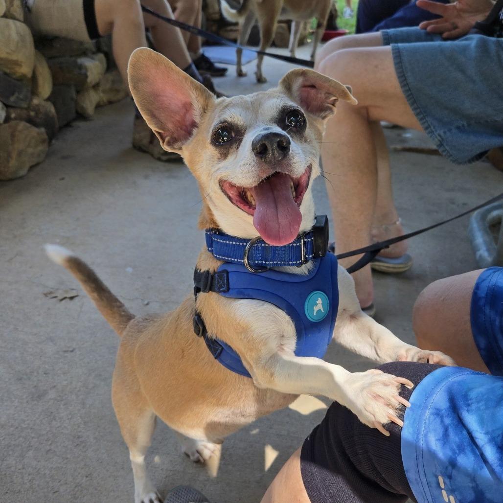 Enlarge Cooper, a Adoptable mixed breed in Shelby, NC image 2/6