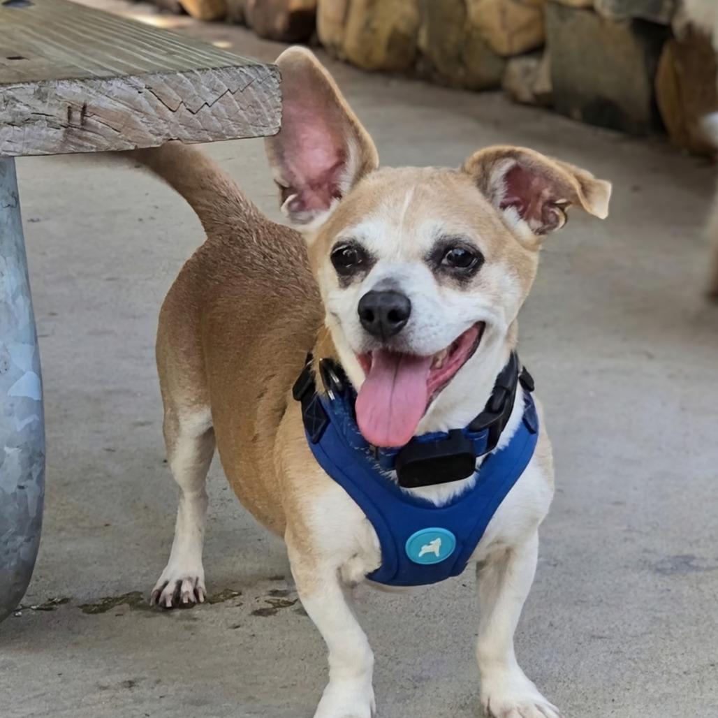 Enlarge Cooper, a Adoptable mixed breed in Shelby, NC image 4/6