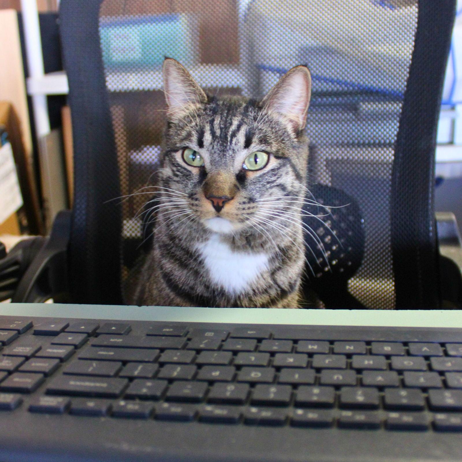 Kingston, a Adopted Domestic Short Hair in Laramie, WY image 2/3