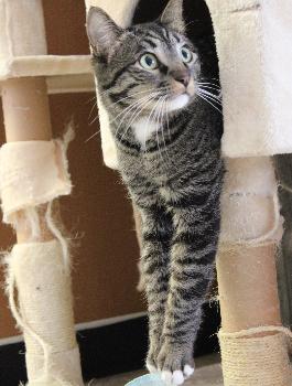 Kingston, a Adopted Domestic Short Hair in Laramie, WY image 3/3