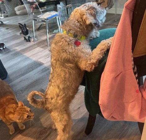 Enlarge Cookie #cheery-ball-of-fluff, a Adopted mixed breed in Houston, TX image 1/3