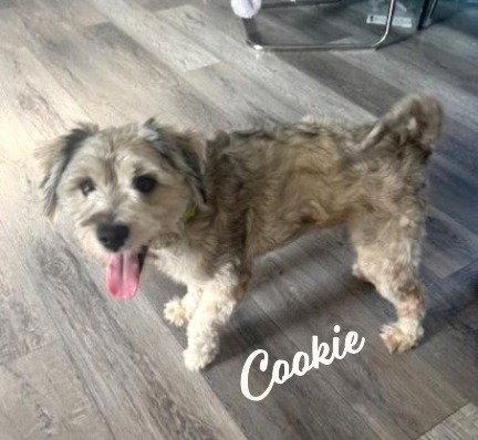 Enlarge Cookie #cheery-ball-of-fluff, a Adopted mixed breed in Houston, TX image 2/3